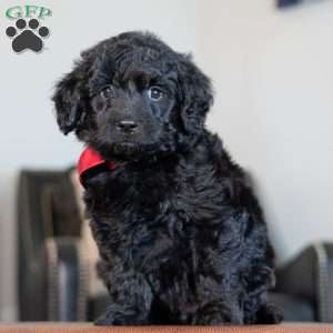 Barley, Mini Goldendoodle Puppy